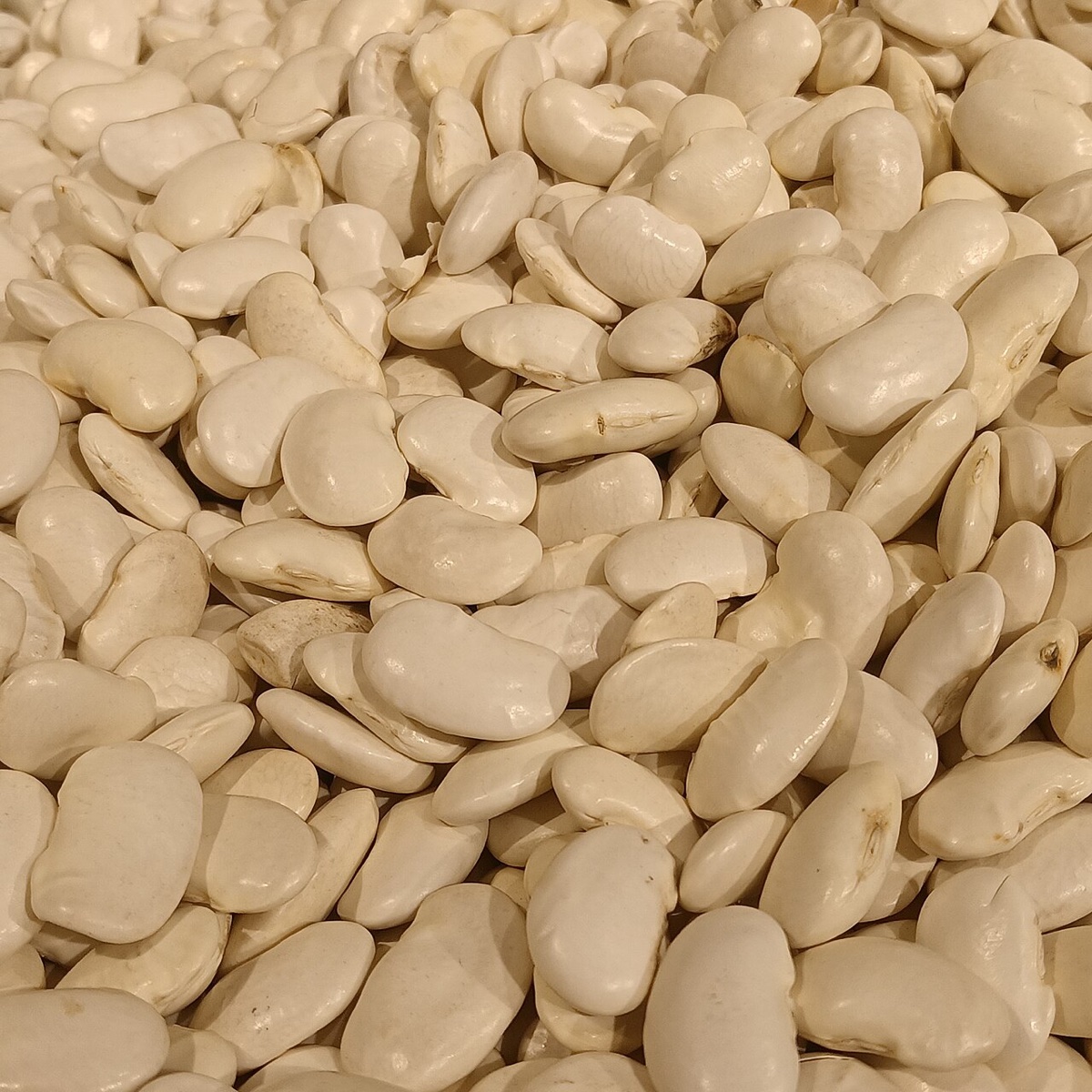 Haricot Beans