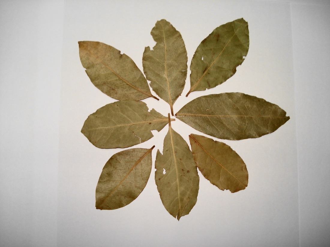 Bay Leaves