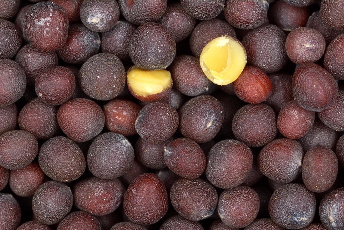 Black Mustard Seeds