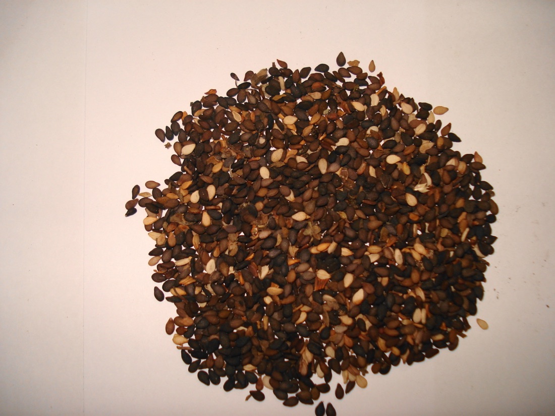 Black Sesame Seeds