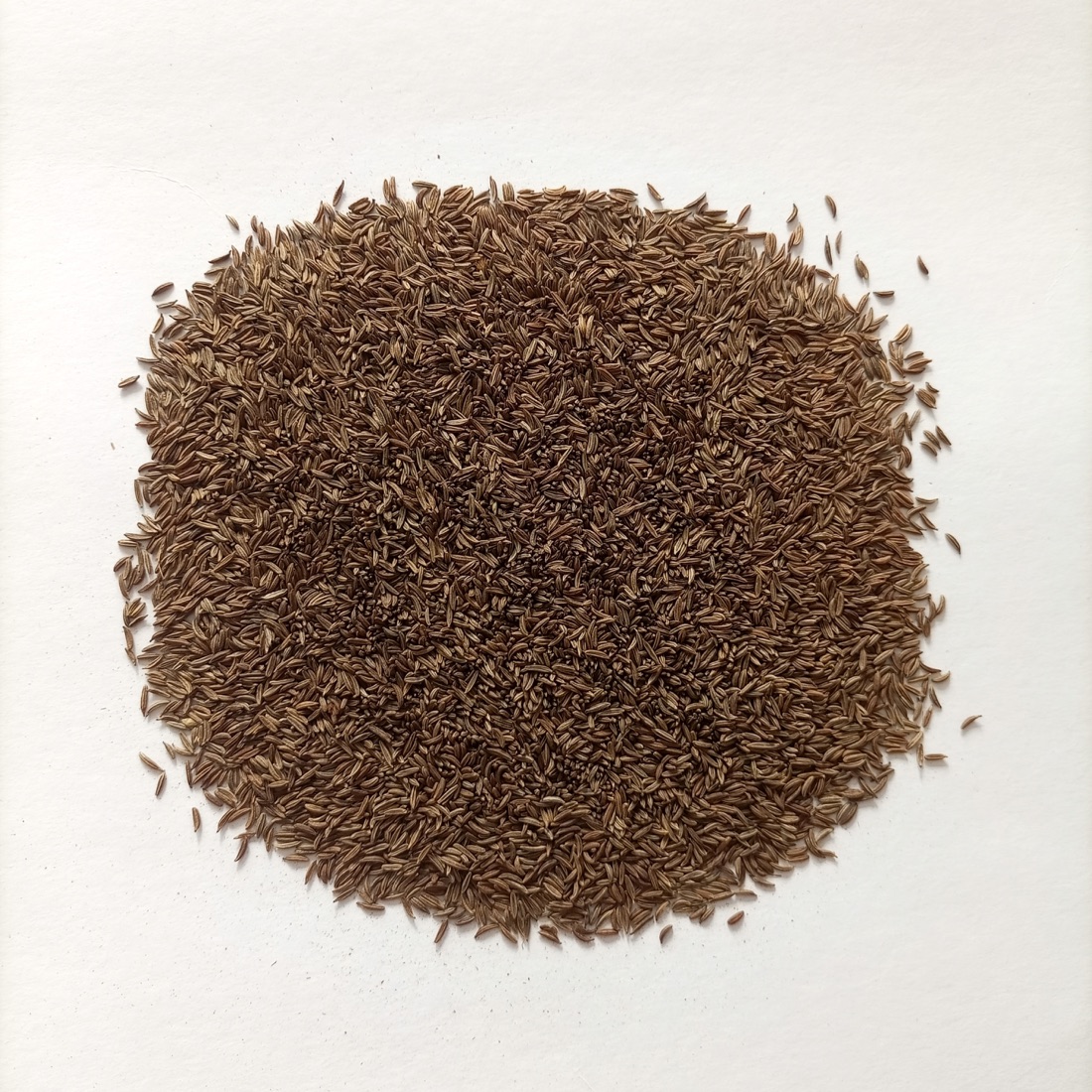Caraway Seeds