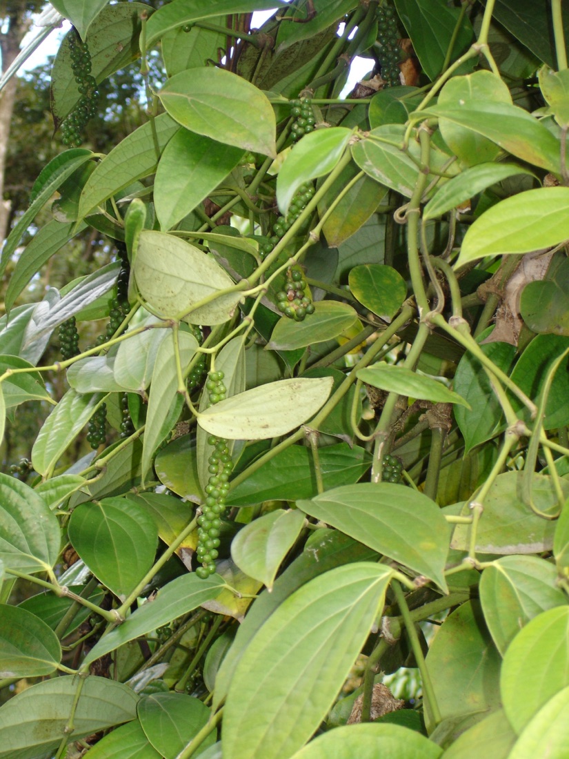 Organic Black Peppercorn