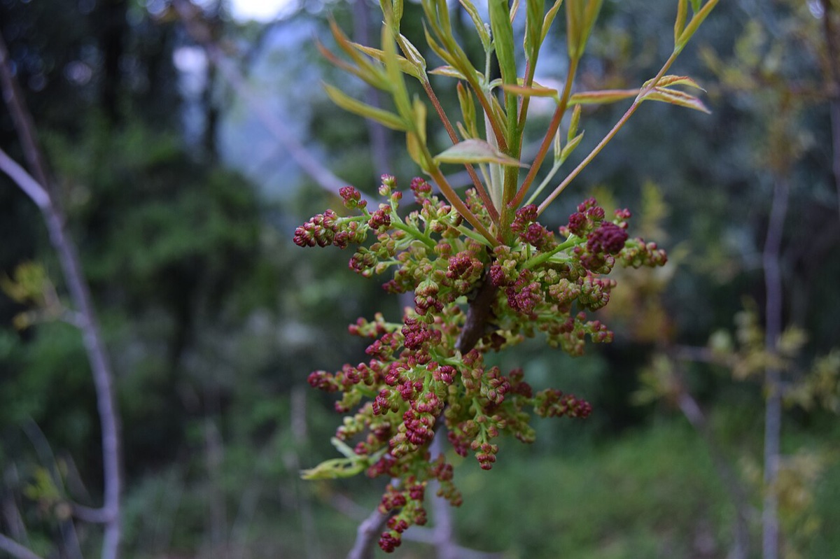 Sumac