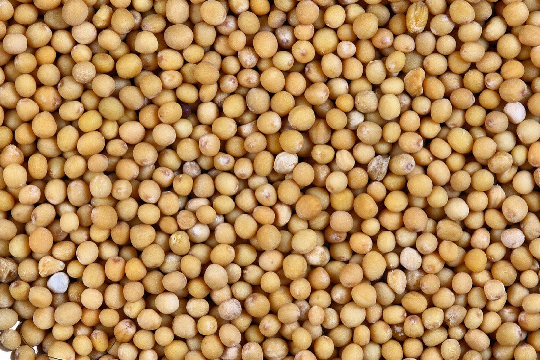 Yellow Mustard Seeds