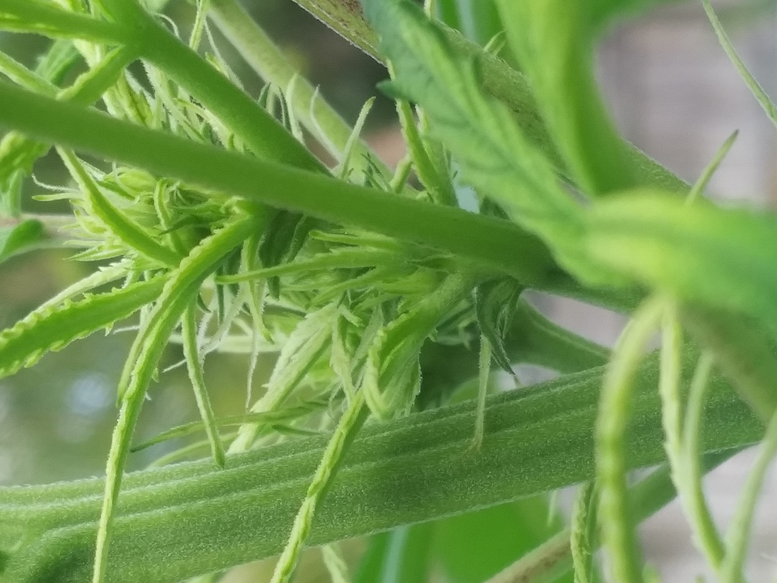 Organic Hemp Protein