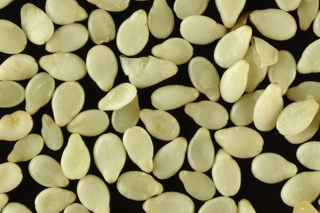 Organic Sesame Seeds
