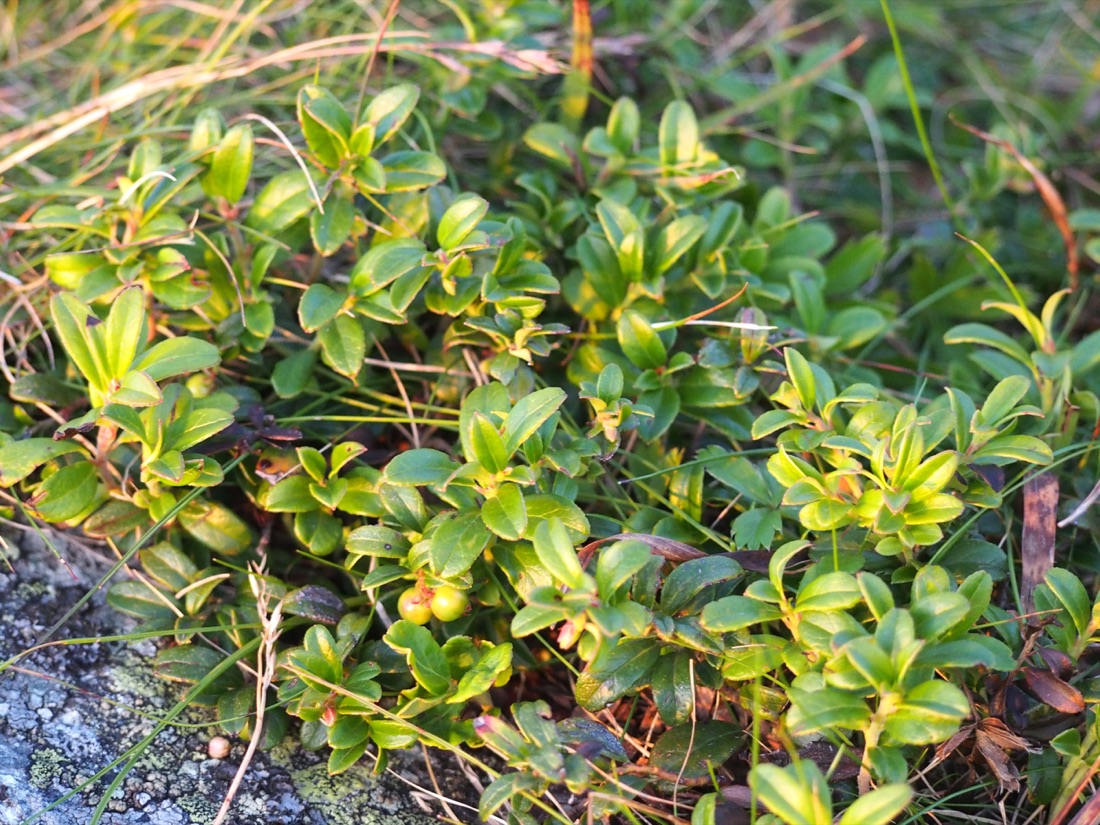 Organic Wild Lingonberries