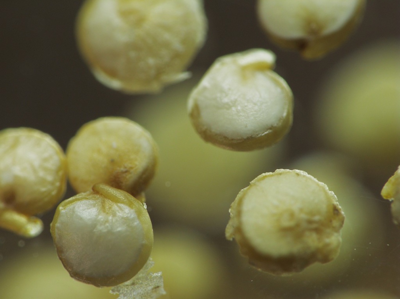 Quinoa Red Organic