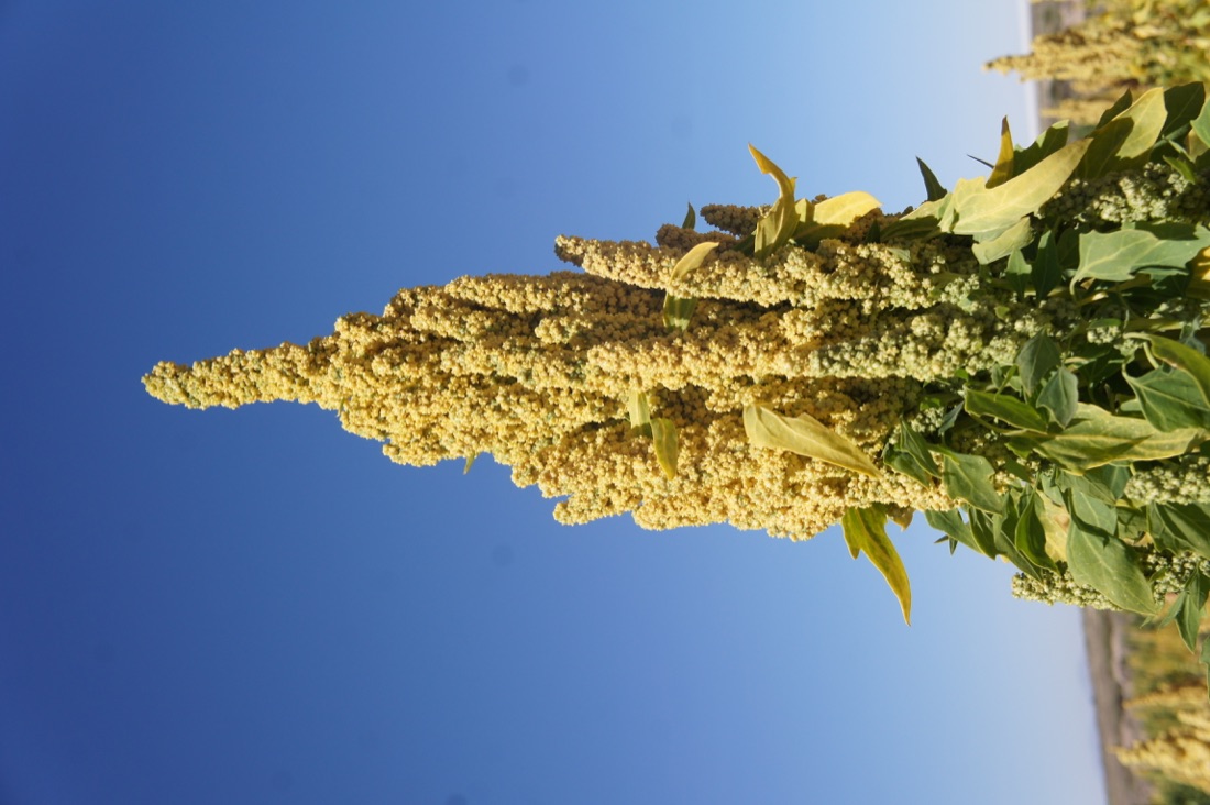 Quinoa White Organic