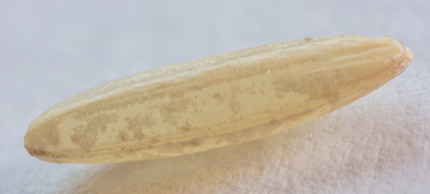 Rice – Organic Basmati